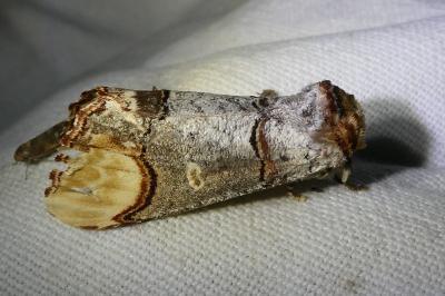 <i>Phalera bucephala</i>