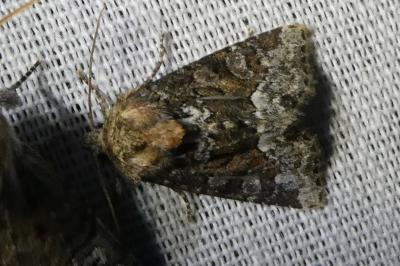 <i>Oligia</i>