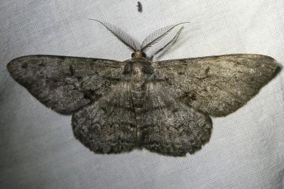 <i>Hypomecis roboraria</i>