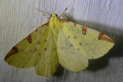 <i>Opisthograptis luteolata</i>