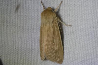 <i>Mythimna pallens</i>
