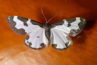 <i>Lomaspilis marginata</i>
