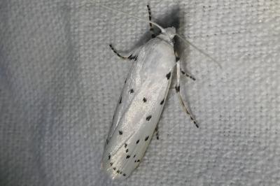 <i>Myelois circumvoluta</i>