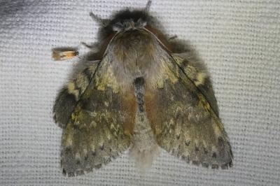<i>Stauropus fagi</i>