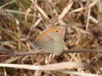 <i>Maniola jurtina</i>