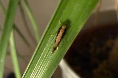 <i>Monopis</i>