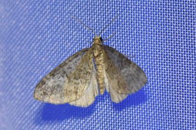 <i>Perizoma hydrata</i>