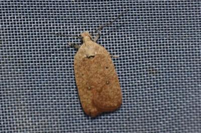 <i>Agonopterix irrorata</i>