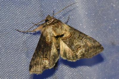<i>Abrostola triplasia</i>
