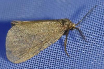 <i>Bijugis bombycella</i>