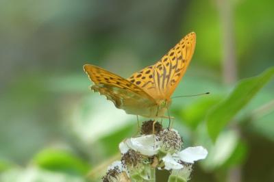 <i>Argynnis paphia</i>