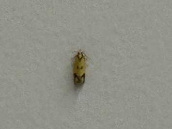 <i>Agapeta zoegana</i>