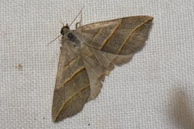 <i>Colobochyla salicalis</i>
