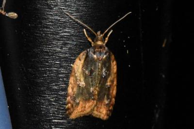 <i>Acleris umbrana</i>
