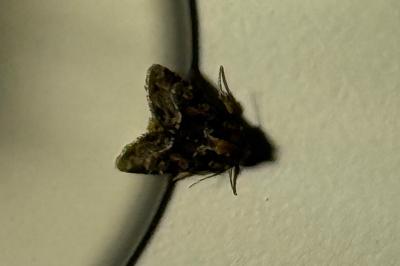 <i>Oligia</i>
