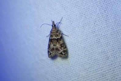 <i>Eudonia mercurella</i>