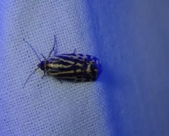 <i>Emmelia trabealis</i>