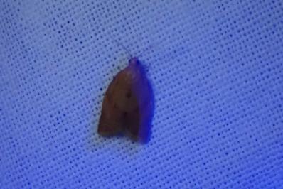 <i>Clepsis consimilana</i>