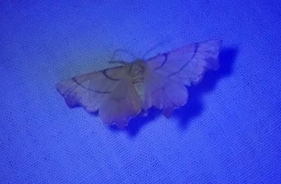 <i>Ennomos erosaria</i>