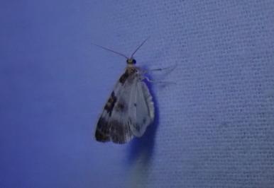 <i>Plemyria rubiginata</i>