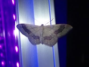 <i>Idaea aversata</i>