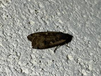 <i>Noctua pronuba</i>