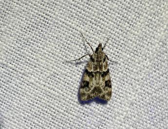 <i>Eudonia delunella</i>