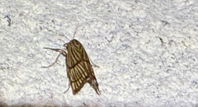 <i>Chrysocrambus linetella</i>