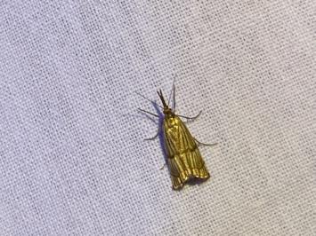 <i>Chrysocrambus linetella</i>