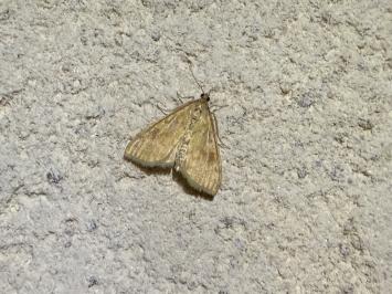 <i>Ostrinia nubilalis</i>
