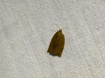 <i>Archips</i>