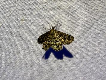 <i>Chiasmia clathrata</i>