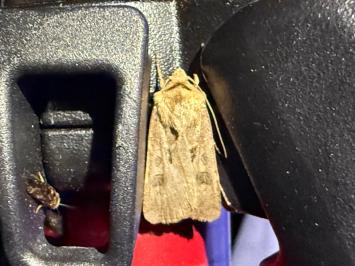 <i>Agrotis exclamationis</i>