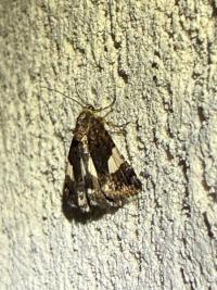 <i>Tyta luctuosa</i>