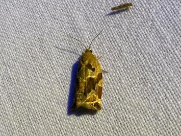 <i>Archips xylosteana</i>