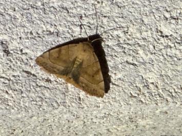 <i>Cosmia trapezina</i>