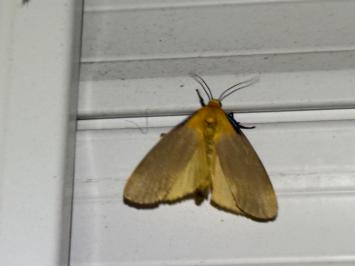 <i>Lithosia quadra</i>
