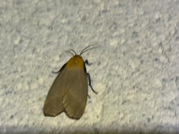 <i>Lithosia quadra</i>