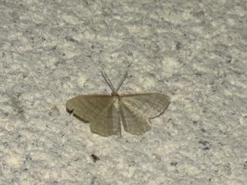 <i>Idaea subsericeata</i>