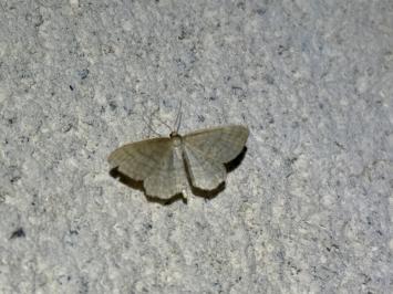<i>Idaea subsericeata</i>