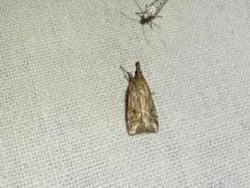 <i>Eudonia pallida</i>