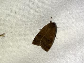 <i>Noctua comes</i>