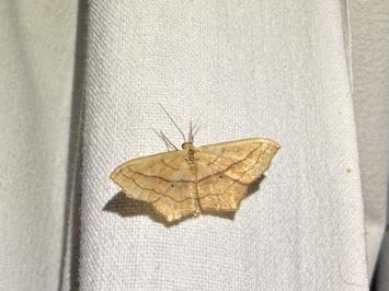 <i>Scopula imitaria</i>