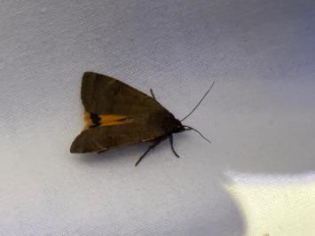 <i>Noctua comes</i>