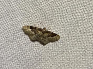 <i>Idaea rusticata</i>
