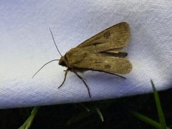 <i>Agrotis exclamationis</i>