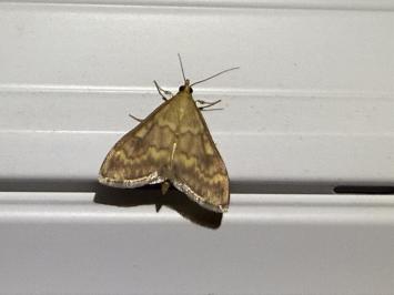 <i>Ostrinia nubilalis</i>