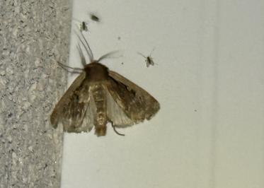 <i>Ochropleura plecta</i>