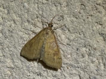 <i>Ostrinia nubilalis</i>