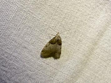 <i>Nola cucullatella</i>